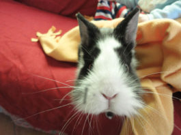 Le vaccinazioni del coniglio 1470 0 Le vaccinazioni del coniglio